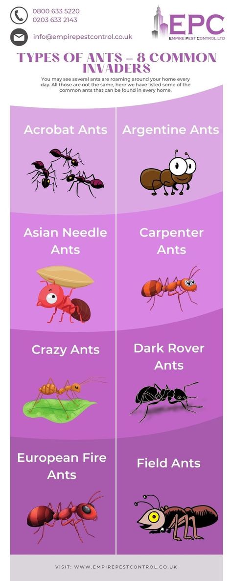 Types Of Ants, Ant Species, Ant Colony, Carpenter Ant, Fire Ants, Pest Control Services, Healthy Environment, Teaching Science, The Common