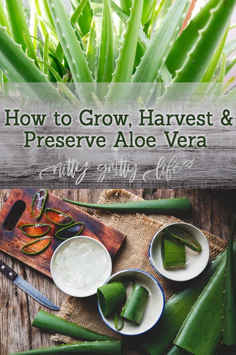 Home Apothecary, Fresh Aloe Vera Gel, Fresh Aloe Vera, Brown Spots Removal, Aloe Plant, Aloe Vera Plant, Aloe Vera Gel, Healthy Nutrition, Herbal Medicine