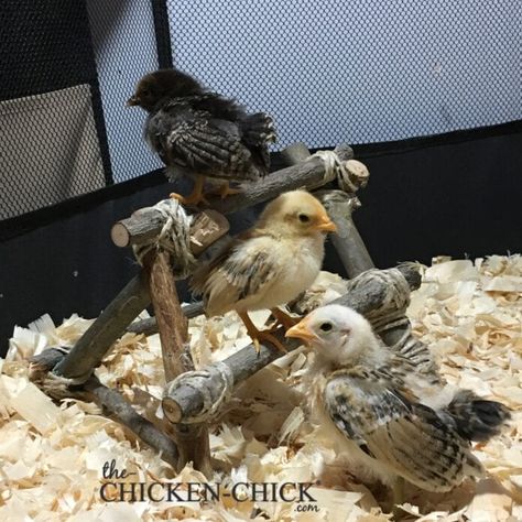 Chick Brooder, Chicken Brooder, Chicken Poop, Raising Chicks, Backyard Chicken Coop Plans, Chicken Toys, Chicken Mom, Backyard Chicken Farming, Raising Backyard Chickens