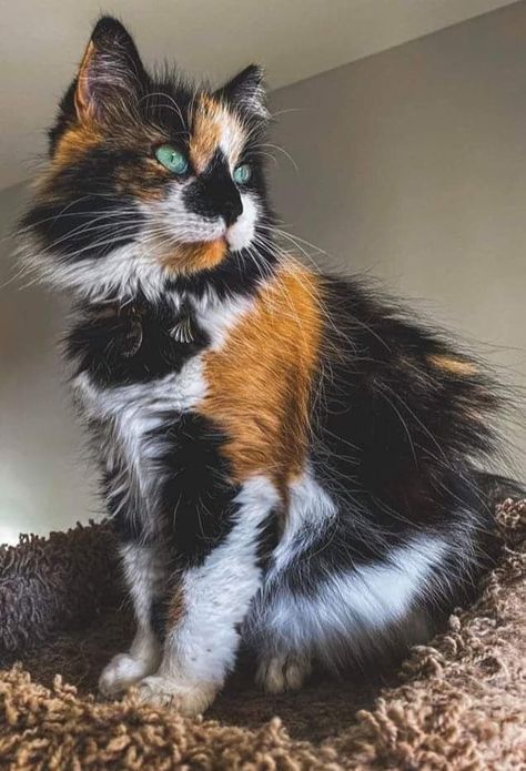 Söt Katt, Image Chat, Gorgeous Cats, Beautiful Cat Breeds, Pretty Animals, Unique Cats, Calico Cat, Cat Aesthetic, Cute Animal Photos