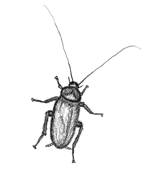 Cockroach in line art Kafka Cockroach, Cockroach Sketch, Roach Drawing, Cockroach Aesthetic, Cockroach Drawing, Year Tattoo, Pencil Shading, Vector Sketch, Art Theme