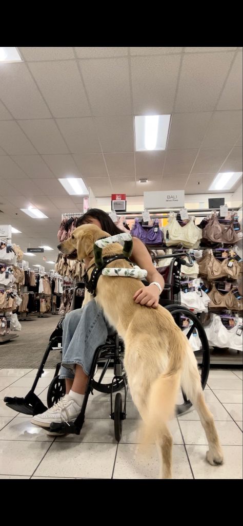 Mobility Service Dog, Service Dog Aesthetic, Billy Showalter, High Heart Rate, Golden Retriever Service Dog, Black Husky, Dog Days Are Over, English Dogs, Service Dogs Gear