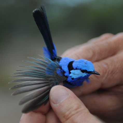 Splendid Fairy Wren, Wren Flying, Wren Tattoo, Fairy Wrens, Peacock Room, Blue Wren, Fairy Wren, Bird Types, Celtic Traditions