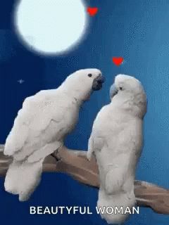 Birds Love Birds GIF - Birds LoveBirds Beautiful - Discover & Share GIFs Birds Gif, Vogel Gif, Bird Gif, Animated Animals, Gif Pictures, Beautiful Gif, Animated Images, Heart Wallpaper, Love Gif