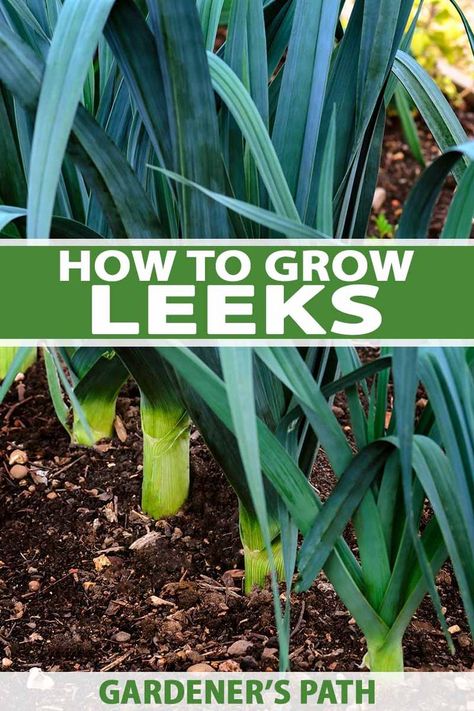 How To Grow Leeks, Grow Leeks, Growing Leeks, Homesteading Life, Garden Checklist, Modern Homestead, Urban Garden Design, Herb Garden In Kitchen, Garden Vegetable