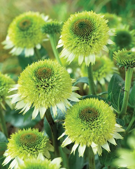 Echinacea Purpurea, Cut Flower Garden, White Gardens, Perennial Garden, Flower Farm, Dream Garden, Green Flowers, Anemone, Cut Flowers