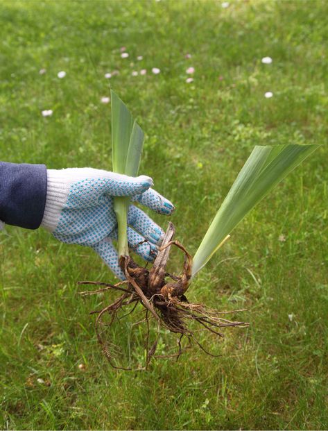 How & When To Divide Irises Transplanting Irises In Fall, Yard Hacks, Iris Care, Iris Flowers Garden, Growing Irises, Garden Knife, Iris Rhizomes, Dutch Iris, Japanese Iris