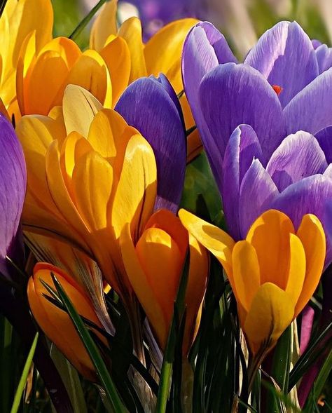 How To Plant Bulbs, Planting Flowers From Seeds, Plant Bulbs, Fleur Orange, Crocus Flower, Flowers Gardening, Macro Flower, Flower Garden Design, Garden Bulbs