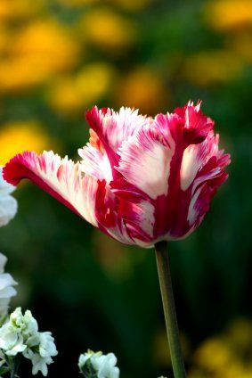 Parrot and Ruffled Tulips Parrot Pet, Color Wonder, Parrot Tulips, Tulips Garden, Exotic Bird, Tulips Flowers, Plant Life, White Roses, Secret Garden