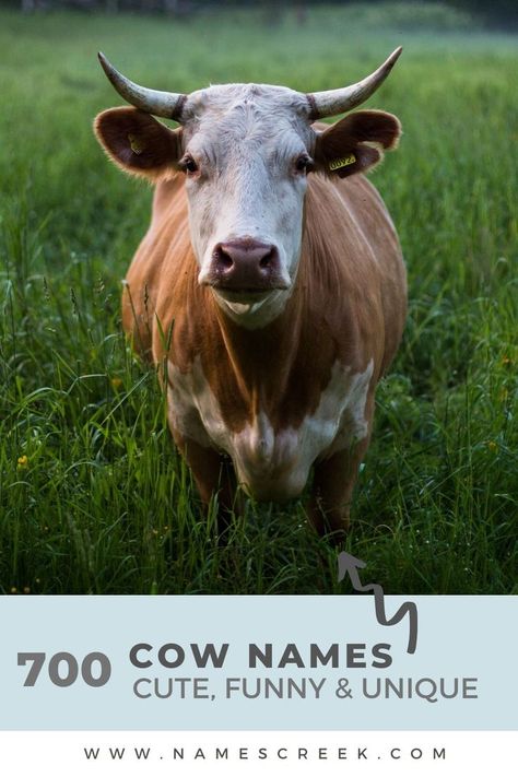 700 Cow Names Cow Names, Your Adorable, Cow, Funny, Animals