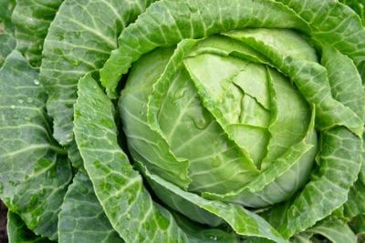 Earliana Cabbage Info - Tips For Growing Earliana Cabbage Plants Magnesium Vitamins, Growing Cabbage, Cabbage Varieties, Cabbage Benefits, Cabbage Plant, Cabbage Seeds, Cabbage Soup Diet, Cooked Cabbage, Soup Diet