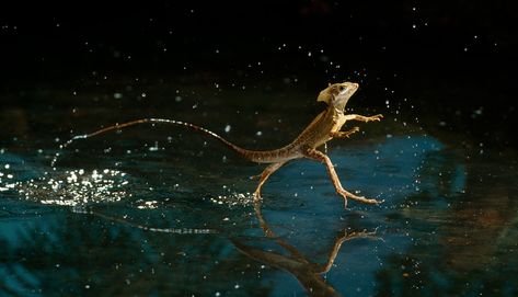 Water walking lizard - creation.com Jesus Christ Video, Basilisk Lizard, Amazon Rainforest Animals, Jesus Lizard, Rainforest Animals, Walk On Water, Amazon Rainforest, Animal Facts, Reptiles And Amphibians