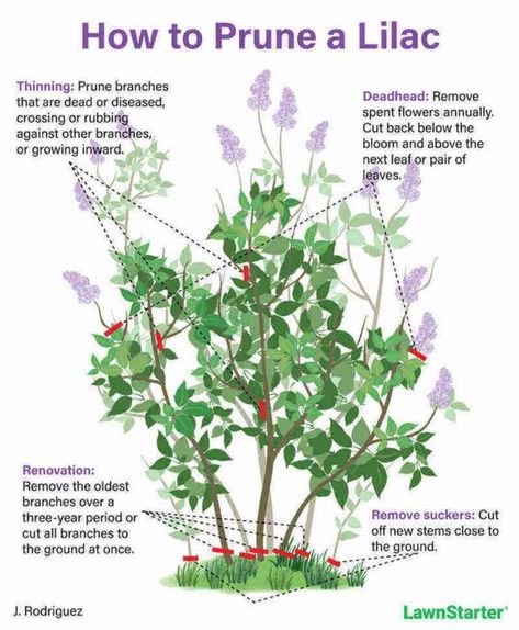 Vermont Gardening, Lilac Hedge, Prune Lilac Bush, Lilac Plant, Lilac Bush, Growing Trees, Garden Goals, Syringa Vulgaris, Lilac Bushes