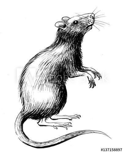 Rats Drawing, Rat Standing, Rattus Rattus, Rat Drawing, Chibi Coloring Pages, Feet Drawing, Chakra Art, Airplane Art, Drawing Heads