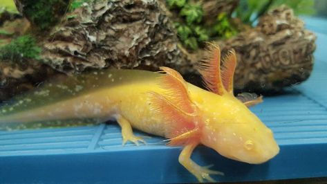 Golden Axolotl Axolotl Cute, Clear Eyes, Dalmatian Dogs, Pink Body, Cute Dragons, Amphibians, The Gold, Beautiful Creatures, Reptiles