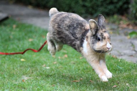 Bunny Running Drawing, Bunny Poses, Bunny Jumping, Rabbit Anatomy, Jumping Bunny, Farm Mural, Bunny Jump, Rabbit Running, Rabbit Pose