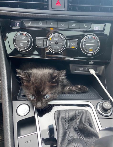 kitten in car #kitty #kittens #blackcat #blueyes Kitten In Car, In Car, Black Cat, Kittens, Kitty, Blue