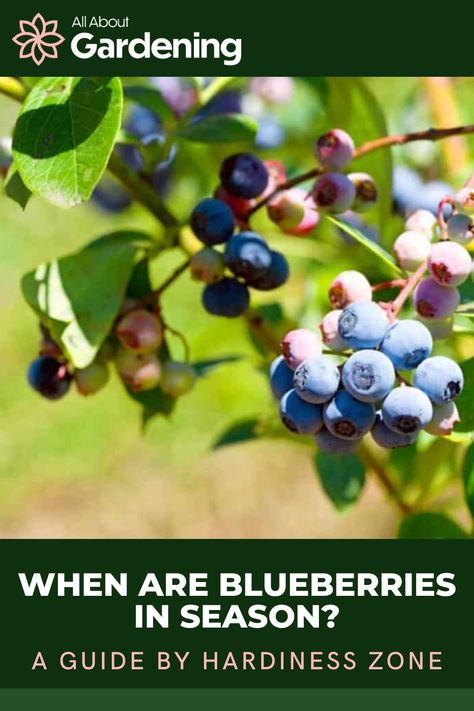 Not sure when blueberries are in season based on where you live? Blueberries season a bit differently depending on your hardiness zone. In this article, gardening expert Liessa Bowen walks through everything you need to know about blueberry seasonality across all USDA hardiness zones! Growing Blueberries From Fruit, How And When To Prune Blueberries, Types Of Blueberry Bushes, Winterizing Blueberry Bushes, Plant Blueberries From Fruit, Fruit Shrub, Blueberry Varieties, Growing Blueberries, Fruit Bearing Trees