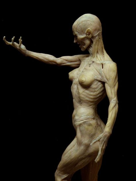 Paul Komoda Human Anatomy Reference, Wow Photo, Anatomy Sculpture, Muscle Anatomy, Anatomy Poses, Anatomy For Artists, Human Reference, Anatomy Study, Body Anatomy