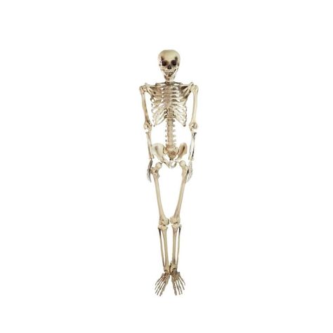 5' Spooky Life Size Skeleton Indoor/Outdoor Halloween Decoration, White (Plastic) Outdoor Skeleton, Life Size Skeleton, Graveyard Scene, Halloween Skeleton Decorations, Plastic Skeleton, Haunted House Party, Skeleton Decorations, Classic Halloween, A Skeleton