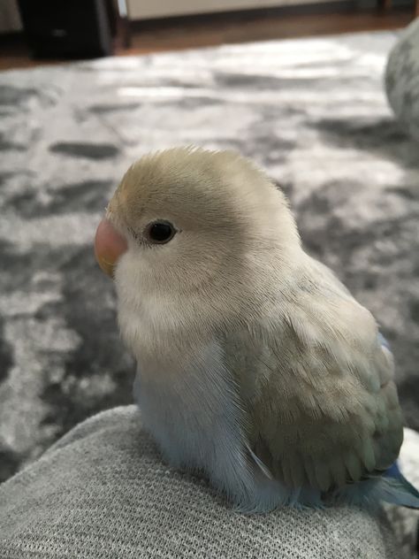 Sweet, Tender Lovebird ♡♡ Pretty Animals, Funny Birds, Silly Animals, Fluffy Animals, Cute Animal Photos, Pretty Birds, Cute Birds, Cute Creatures, Sweet Animals