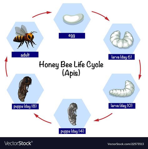 Insects For Kids, Life Cycles Preschool, Honey Bee Life Cycle, Bees For Kids, Honey Bee Facts, April Preschool, Bee Games, Educational Websites For Kids, Bee Life Cycle