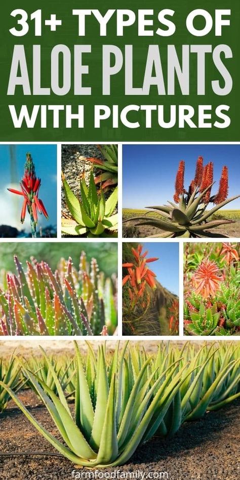 31+ Different Types Of Aloe Plants With Pictures (Identification Guide) 36 Types Of Aloe Vera Plants, Types Of Aloe Plants, Aloe Plants, Aloe Vera Benefits, Plant Benefits, Feminine Health, Specimen Trees, Aloe Plant, Aloe Vera Plant