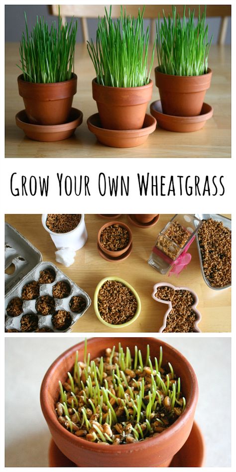 How to Grow Your Own Wheatgrass, perfect for Spring! Hydroponics Gardening, Growing Wheat Grass, Growing Wheat, Gardening Activities, Growing Food Indoors, Ornamental Garden, Planters Indoor, Spring Display, Hydroponic Garden