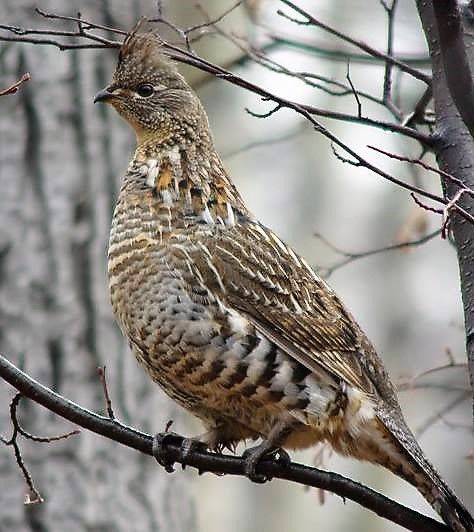 Ruffed Grouse Tattoo, Waterfowl Art, Ruffed Grouse, Gamebirds, Upland Hunting, Sailboat Living, Wild Animals Photography, Gordon Setter, Beach Art Painting