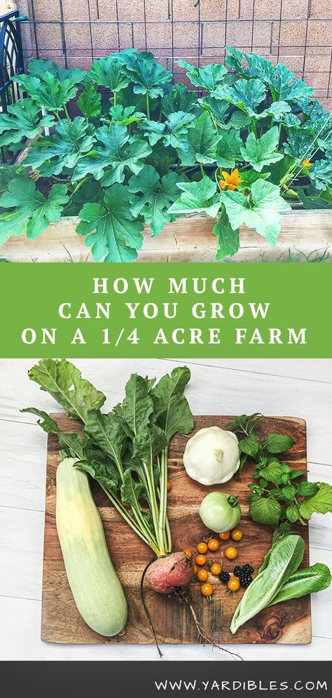 Quarter Acre Backyard Ideas, Quarter Acre Homestead, Quarter Acre Garden, Urban Farming Backyard, Homegrown Vegetable Garden, Homesteading On Half An Acre, Vegetables You Can Grow From Scraps, 2.5 Acres Homestead Layout, Self Sufficient On 1/4 Acre