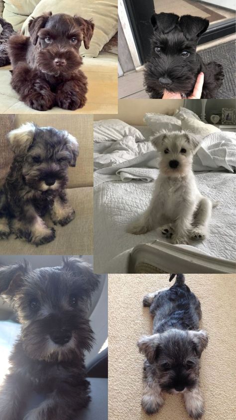 Miniature Schnauzer Wallpaper, Puppy Wallpaper Iphone, Schnauzer Puppies, Puppy Wallpaper, Schnauzer Puppy, Mini Schnauzer, Miniature Schnauzer, Dog Stuff, Dog Photos