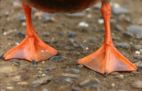 On land ducks are a comical, awkward sight. Their hind limbs have been modified for swimming. The feet and legs of swimming Anseriforms are strongly muscled, and have lengthened second, third, and fourth toes. These toes support a web of skin for paddling. This pattern of webbing is termed the palmate foot type. First toe has no webbing, and makes little or no contribution to the paddle. However, in some diving ducks, the first digit, sports a fleshy lobe that provides an extra swimming boost. Imaginary Animals, Leg Reference, Duck Feet, Happy Farm, Oranges And Lemons, Orange Crush, Little Birds, Happy Colors, Swans