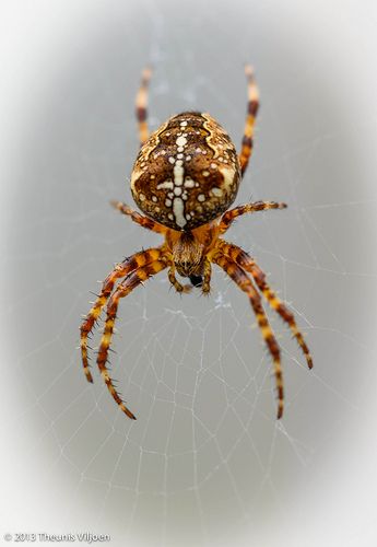 Garden Cross Spider (Araneus diadematus) 1 Spider Oc, Spider Cat, Garden Cross, Spider Species, Bug Type, Garden Spider, Orange Spider, Plant Insects, Inktober 2023