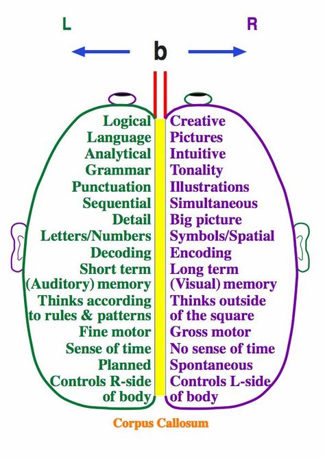 Repinned by SOS Inc. Resources. Follow all our boards at http://Pinterest.com/sostherapy for therapy resources. Left Brain, Picture Letters, Right Brain, Photo Charms, Anatomy And Physiology, Neurology, Occupational Therapy, Pandora Bracelets, Neuroscience