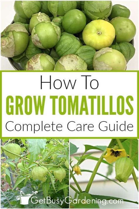 Growing Tomatillos, Tomatillo Plant, Soil Fertilizer, Sun Water, Pest Management, Disease Control, Garden Veggies, Garden Design Plans, Parsnips