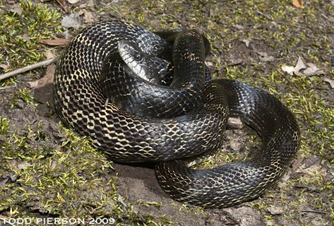 The gray ratsnake or gray rat snake (Pantherophis spiloides), also commonly known as the central ratsnake, chicken snake, midlands ratsnake, or pilot black snake, is a species of nonvenomous snake in the genus Pantherophis in the subfamily Colubrinae. The gray ratsnake is one of about ten species within the Pantherophis genus of American rat snakes. (Source: Wikipedia, '', http://en.wikipedia.org/wiki/Gray_ratsnake, CC BY-SA 3.0 . Photo: (c) Todd Pierson, some rights reserved (CC BY-NC-SA)) Common Horse Breeds, Bad Dog Breath, Milk Snake, Hognose Snake, Poisonous Snakes, Rat Snake, Types Of Snake, Deer Species, Dog Breath