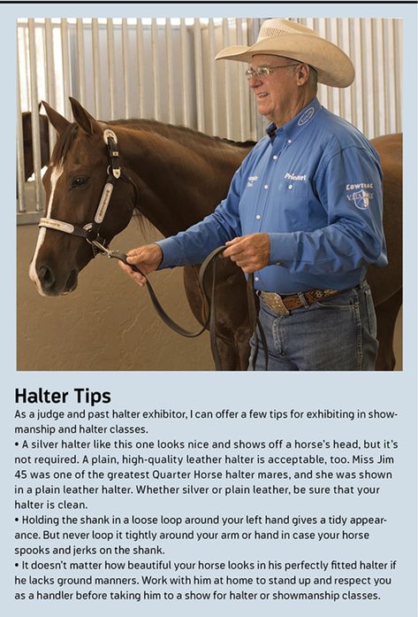 Halter Class Horses, Show Halters For Horses, Horse Showmanship, Showmanship Outfit, Halter Horse, Cinnabon Recipe, Horse Tack Rooms, Western Pleasure Horses, Horse Showing