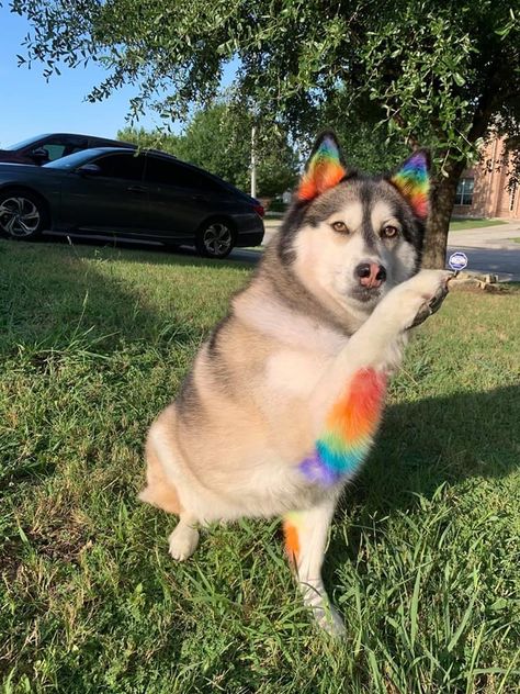 Husky dyed fun rainbow colors! Husky Haircut Styles, Dogs Dyed Hair, Dyed Dogs Hair, Dogs With Dyed Fur, Dog Hair Dye Creative Grooming, Husky Dyed Fur, Dyed Dogs, Cute Dog Halloween Costumes, Dog Hair Dye