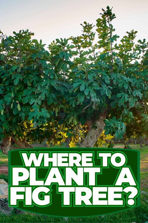 Fig Tree Planting Tips: Ideal Location and Techniques Fig Tree Garden Design, Fig Trees Outdoor, Fig Tree In Garden, Desert King Fig Tree, How To Grow A Fig Tree, How To Propagate A Fig Tree, Espalier Fig Tree, Planting Fig Trees, Preserving Figs