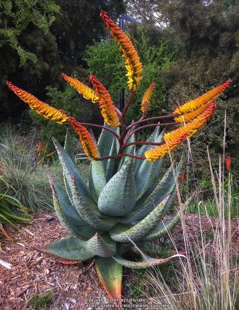 Aloe Marlothii, African Plants, Plantas Bonsai, Aloe Plant, Succulent Gardening, Desert Garden, Unusual Plants, Desert Plants, Cactus Y Suculentas