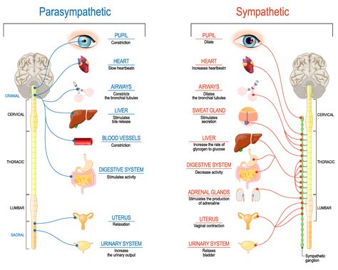 An Introduction To The Sympathetic and Parasympathetic Nervous System Sympathetic And Parasympathetic, Sympathetic Nervous System, Femoral Nerve, Human Nervous System, Sistem Saraf, Functional Medicine Doctors, Relaxation Response, Peripheral Nervous System, Diaphragmatic Breathing