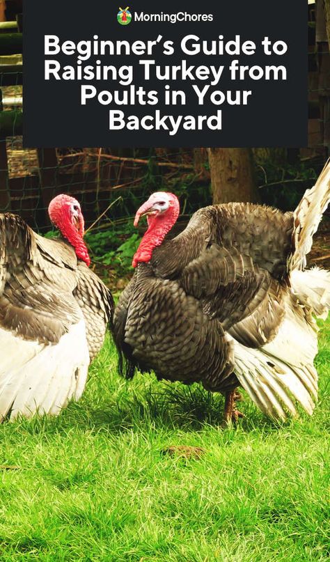 Beginner’s Guide to Raising Turkey from Poults in Your Backyard Turkey Coop Ideas Buildings, Backyard Turkeys, Turkey Raising, Turkey Farming, Narragansett Turkey, Heritage Turkeys, Turkey Coop, Turkey Breeds, Broody Hen