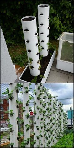 How To Make Your Own Vertical Strawberry Planter Want to grow strawberries but don't have the space in your garden? Why not make this vertical planter? Have we got your green thumbs itching? Pvc Strawberry Planter, Vertical Growing Vegetables, Diy Vertical Strawberry Planter, Pvc Planters Diy, Vertical Garden Strawberries, Pvc Planter Ideas, Vertical Vegetable Gardens Diy, Strawberry Growing Ideas, Hydroponic Towers