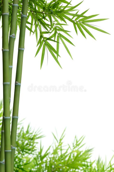 Bamboo with leaves. On white background with copy space , #Affiliate, #white, #leaves, #Bamboo, #space, #copy #ad Bamboo Background, Summer Beach Wallpaper, Bamboo Decor, Photoshop Digital Background, Bamboo Art, Bamboo Garden, Bamboo Leaves, Black Background Images, Bamboo Plants