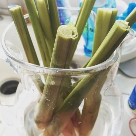 16 Foods That You Can Magically Regrow From Scraps Regrow From Scraps, Regrow Celery, Regrow Green Onions, Transplanting Plants, Regrow Vegetables, Growing Asparagus, Growing Ginger, Canning Vegetables, Grow Avocado