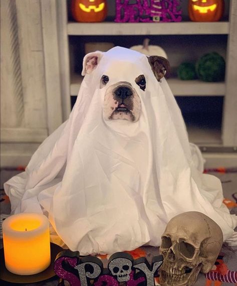 English Bulldog Halloween Costumes, English Bulldog Costume, English Bulldog Birthday, Bulldog Halloween Costumes, Funny Bulldog, Walking Dogs, Cute Bulldog Puppies, Dog Chain, Bulldog Pics