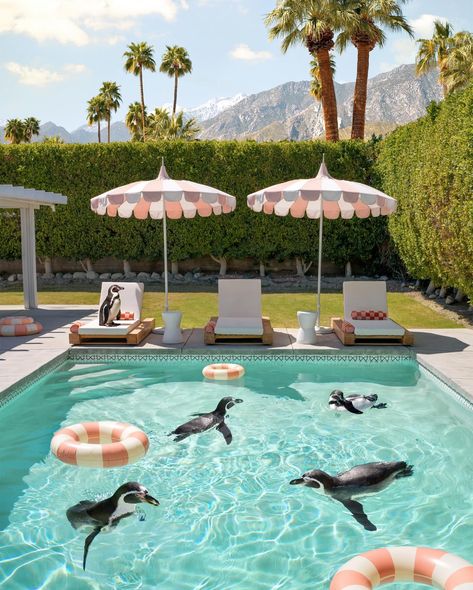 Baby Shower • Instagram Palm Springs Backyard Pool, Palm Springs Home Aesthetic, Palm Springs Furniture, Palm Springs Pool Aesthetic, Mid Century Modern Backyard With Pool, Palm Springs Vibes, Vintage Palm Springs Aesthetic, Classy Pool, Painted Pool Deck