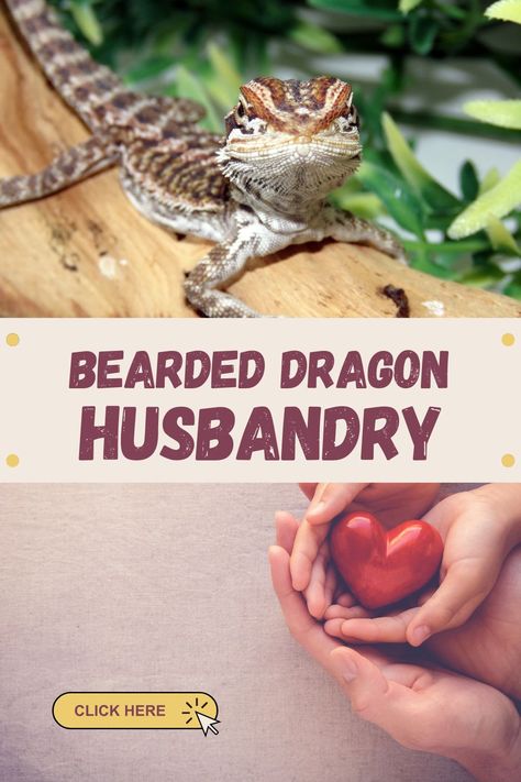 Interested in bearded dragon husbandry? Learn how to care for these pet lizards. Click through to read our blog. Bearded Dragon Husbandry, Bearded Dragon Substrate, Bearded Dragon Habitat, Pet Lizards, Reptile Enclosure, Great Beards, Top Soil, Bearded Dragon, Lizards