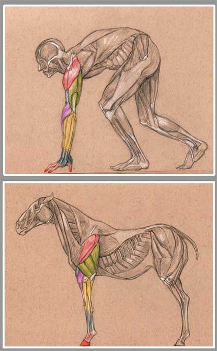 Very cool comparative picture between front limb muscles in a horse and human arm muscles. It would be cooler if the muscles were labeled though. Balance Workout, Vet Medicine, Horse And Human, Horse Anatomy, Animal Anatomy, Animal Study, Animal Science, Anatomy For Artists, Anatomy Study