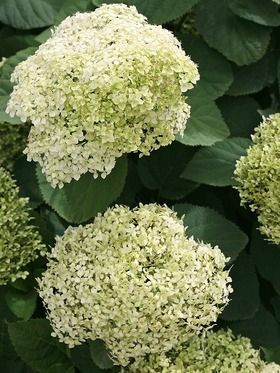 Hydrangea Lime Rickey Hydrangea Plant Care, Landscaping Shrubs, Lime Rickey, Smooth Hydrangea, Hydrangea Arborescens, Perennial Shrubs, Planting Hydrangeas, Dried Bouquet, Flowering Shrubs